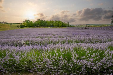 Lavanta tarlasında güzel bir yaz akşamı. Nabau bölgesinde çiçek açan büyük mavi lavanta çalıları. Manzara gün batımında Balaton, Unagrn 'da çekildi
