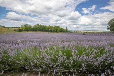 Lavanta tarlasında güzel bir yaz akşamı. Nabau bölgesinde çiçek açan büyük mavi lavanta çalıları. Manzara gün batımında Balaton, Unagrn 'da çekildi