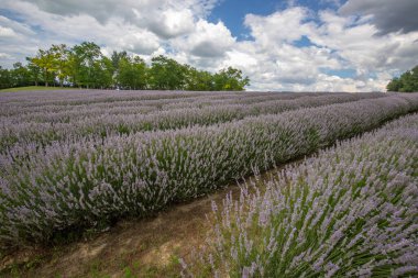 Lavanta tarlasında güzel bir yaz akşamı. Nabau bölgesinde çiçek açan büyük mavi lavanta çalıları. Manzara gün batımında Balaton, Unagrn 'da çekildi