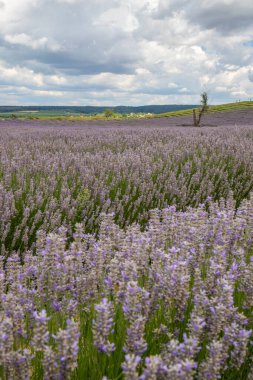 Lavanta tarlasında güzel bir yaz akşamı. Nabau bölgesinde çiçek açan büyük mavi lavanta çalıları. Manzara gün batımında Balaton, Unagrn 'da çekildi