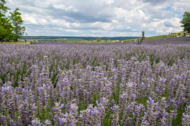 Lavanta tarlasında güzel bir yaz akşamı. Nabau bölgesinde çiçek açan büyük mavi lavanta çalıları. Manzara gün batımında Balaton, Unagrn 'da çekildi