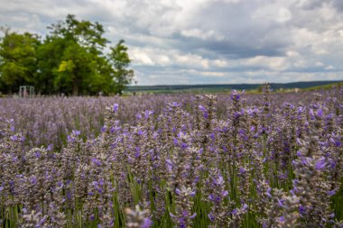 Lavanta tarlasında güzel bir yaz akşamı. Nabau bölgesinde çiçek açan büyük mavi lavanta çalıları. Manzara gün batımında Balaton, Unagrn 'da çekildi