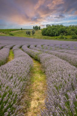 Lavanta tarlasında güzel bir yaz akşamı. Nabau bölgesinde çiçek açan büyük mavi lavanta çalıları. Manzara gün batımında Balaton, Unagrn 'da çekildi
