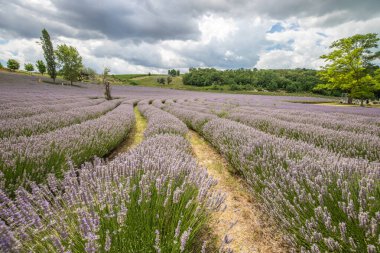 Lavanta tarlasında güzel bir yaz akşamı. Nabau bölgesinde çiçek açan büyük mavi lavanta çalıları. Manzara gün batımında Balaton, Unagrn 'da çekildi