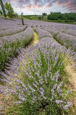 Lavanta tarlasında güzel bir yaz akşamı. Nabau bölgesinde çiçek açan büyük mavi lavanta çalıları. Manzara gün batımında Balaton, Unagrn 'da çekildi