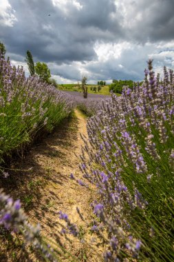 Lavanta tarlasında güzel bir yaz akşamı. Nabau bölgesinde çiçek açan büyük mavi lavanta çalıları. Manzara gün batımında Balaton, Unagrn 'da çekildi