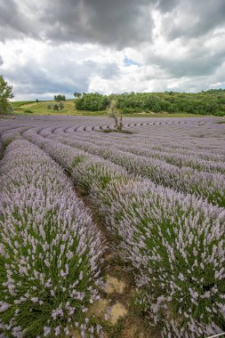 Lavanta tarlasında güzel bir yaz akşamı. Nabau bölgesinde çiçek açan büyük mavi lavanta çalıları. Manzara gün batımında Balaton, Unagrn 'da çekildi