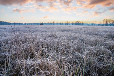 Güneşin doğuşuyla birlikte kış manzarası. Buz örtüsünde vahşi çayır olan doğa rezervi. Doğada kış ve sıcak güneş ışığı açık alanlar, Mnchbruch, Frankfurt, Hesse 'de buz kristalleri.