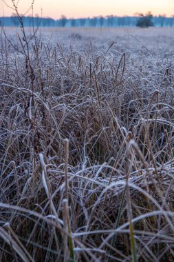 Winter landscape in frost at sunrise. Nature reserve with wild meadow in the ice cover. Winter in nature and warm sunlight open spaces, ice crystals in Mnchbruch, Frankfurt, Hesse. clipart