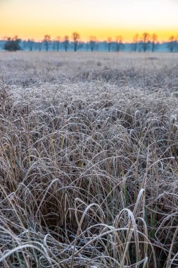 Winter landscape in frost at sunrise. Nature reserve with wild meadow in the ice cover. Winter in nature and warm sunlight open spaces, ice crystals in Mnchbruch, Frankfurt, Hesse. clipart