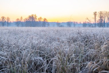 Güneşin doğuşuyla birlikte kış manzarası. Buz örtüsünde vahşi çayır olan doğa rezervi. Doğada kış ve sıcak güneş ışığı açık alanlar, Mnchbruch, Frankfurt, Hesse 'de buz kristalleri.