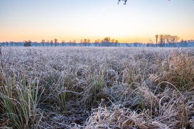 Winter landscape in frost at sunrise. Nature reserve with wild meadow in the ice cover. Winter in nature and warm sunlight open spaces, ice crystals in Mnchbruch, Frankfurt, Hesse. clipart