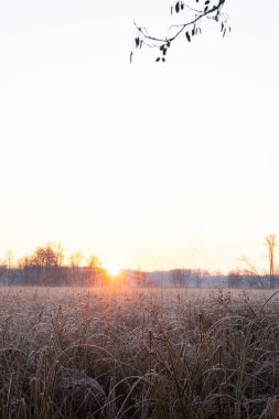 Güneşin doğuşuyla birlikte kış manzarası. Buz örtüsünde vahşi çayır olan doğa rezervi. Doğada kış ve sıcak güneş ışığı açık alanlar, Mnchbruch, Frankfurt, Hesse 'de buz kristalleri.