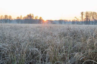 Güneşin doğuşuyla birlikte kış manzarası. Buz örtüsünde vahşi çayır olan doğa rezervi. Doğada kış ve sıcak güneş ışığı açık alanlar, Mnchbruch, Frankfurt, Hesse 'de buz kristalleri.