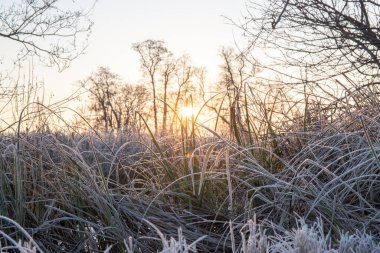 Güneşin doğuşuyla birlikte kış manzarası. Kışın çayır ve ağaçlar buz kristalleri ve güneş ışığında sıcak renklerle. Frankfurt Havalimanı 'nda doğa rezervi ve açık alanlar Hesse..
