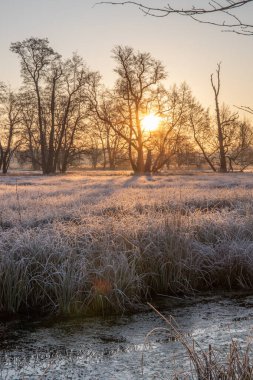 Winter landscape in frost at sunrise. Meadow and trees in winter with ice crystals and warm colors in the sunlight. Nature reserve and open spaces at Frankfurt Airport, Hesse. clipart