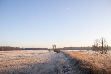Güneşin doğuşuyla birlikte kış manzarası. Buz örtüsünde vahşi çayır olan doğa rezervi. Doğada kış ve sıcak güneş ışığı açık alanlar, Mnchbruch, Frankfurt, Hesse 'de buz kristalleri.