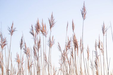 Mnchbruch, Frankfurt, Almanya 'da kış aylarında buzlar ve buzlar gökyüzüne yükselir.