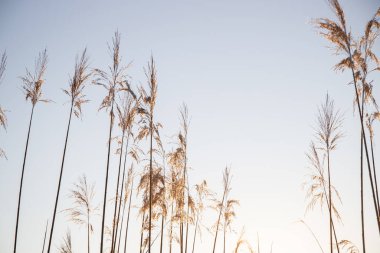 Mnchbruch, Frankfurt, Almanya 'da kış aylarında buzlar ve buzlar gökyüzüne yükselir.