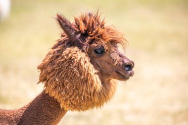 Alpaka portresi, hayvanat bahçesinde Vicugna Pacos. Büyük gözler yumuşak kürk, hayvan Siofok, Balaton hayvanat bahçesinde