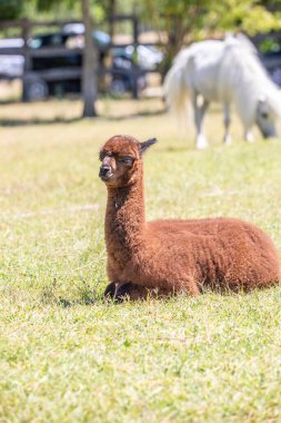 Alpaka portresi, hayvanat bahçesinde Vicugna Pacos. Büyük gözler yumuşak kürk, hayvan Siofok, Balaton hayvanat bahçesinde