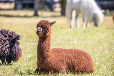 Alpaka portresi, hayvanat bahçesinde Vicugna Pacos. Büyük gözler yumuşak kürk, hayvan Siofok, Balaton hayvanat bahçesinde