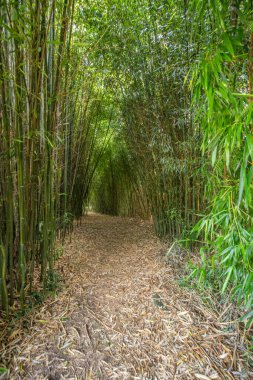 Krishna tapınağında park ve bahçeler. Macaristan 'daki Krisna-vlgy IKB parkında bambu