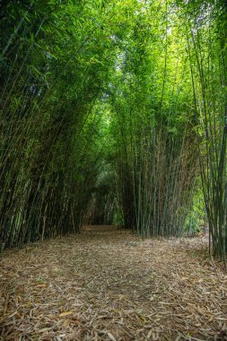 Krishna tapınağında park ve bahçeler. Macaristan 'daki Krisna-vlgy IKB parkında bambu