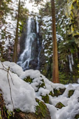 Buz ve kardaki şelale. Yosun ve yosunlu bir uçurumun üzerindeki kış manzarası. Buz saçakları ve şelaleli. Almanya, Kara Orman 'daki güzel kozalaklı orman.