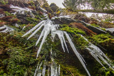 Buz ve kardaki şelale. Yosun ve yosunlu bir uçurumun üzerindeki kış manzarası. Buz saçakları ve şelaleli. Almanya, Kara Orman 'daki güzel kozalaklı orman.