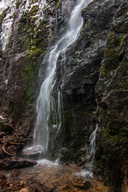 Buz ve kardaki şelale. Yosun ve yosunlu bir uçurumun üzerindeki kış manzarası. Buz saçakları ve şelaleli. Almanya, Kara Orman 'daki güzel kozalaklı orman.