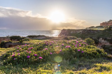 Atlantik Okyanusu 'ndaki kayalıklar. Mor çiçeklerle çekilen bir manzarada sıcak gün batımı - Carpobrotus asinaciforis. Praia da Falsia plajı, Algarve, Portekiz 'de çarpıcı oluşumlara sahip kızıl kayalıklar.