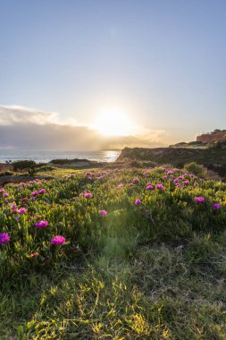 Atlantik Okyanusu 'ndaki kayalıklar. Mor çiçeklerle çekilen bir manzarada sıcak gün batımı - Carpobrotus asinaciforis. Praia da Falsia plajı, Algarve, Portekiz 'de çarpıcı oluşumlara sahip kızıl kayalıklar.