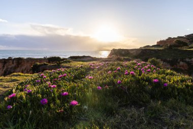 Atlantik Okyanusu 'ndaki kayalıklar. Mor çiçeklerle çekilen bir manzarada sıcak gün batımı - Carpobrotus asinaciforis. Praia da Falsia plajı, Algarve, Portekiz 'de çarpıcı oluşumlara sahip kızıl kayalıklar.