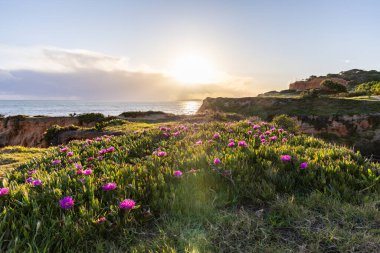 Atlantik Okyanusu 'ndaki kayalıklar. Mor çiçeklerle çekilen bir manzarada sıcak gün batımı - Carpobrotus asinaciforis. Praia da Falsia plajı, Algarve, Portekiz 'de çarpıcı oluşumlara sahip kızıl kayalıklar.