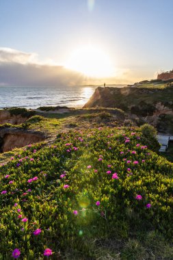 Atlantik Okyanusu 'ndaki kayalıklar. Mor çiçeklerle çekilen bir manzarada sıcak gün batımı - Carpobrotus asinaciforis. Praia da Falsia plajı, Algarve, Portekiz 'de çarpıcı oluşumlara sahip kızıl kayalıklar.
