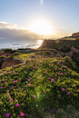 Atlantik Okyanusu 'ndaki kayalıklar. Mor çiçeklerle çekilen bir manzarada sıcak gün batımı - Carpobrotus asinaciforis. Praia da Falsia plajı, Algarve, Portekiz 'de çarpıcı oluşumlara sahip kızıl kayalıklar.