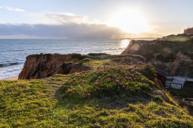 Atlantik Okyanusu 'ndaki kayalıklar. Mor çiçeklerle çekilen bir manzarada sıcak gün batımı - Carpobrotus asinaciforis. Praia da Falsia plajı, Algarve, Portekiz 'de çarpıcı oluşumlara sahip kızıl kayalıklar.