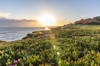 Atlantik Okyanusu 'ndaki kayalıklar. Mor çiçeklerle çekilen bir manzarada sıcak gün batımı - Carpobrotus asinaciforis. Praia da Falsia plajı, Algarve, Portekiz 'de çarpıcı oluşumlara sahip kızıl kayalıklar.
