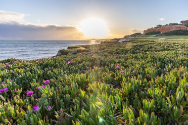 Atlantik Okyanusu 'ndaki kayalıklar. Mor çiçeklerle çekilen bir manzarada sıcak gün batımı - Carpobrotus asinaciforis. Praia da Falsia plajı, Algarve, Portekiz 'de çarpıcı oluşumlara sahip kızıl kayalıklar.