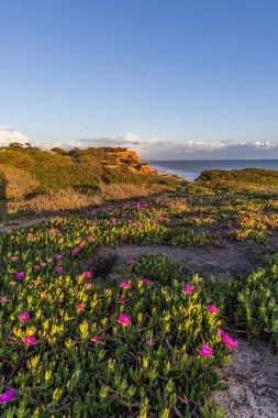 Atlantik Okyanusu 'ndaki kayalıklar. Mor çiçeklerle çekilen bir manzarada sıcak gün batımı - Carpobrotus asinaciforis. Praia da Falsia plajı, Algarve, Portekiz 'de çarpıcı oluşumlara sahip kızıl kayalıklar.