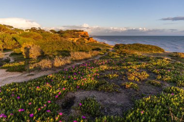 Atlantik Okyanusu 'ndaki kayalıklar. Mor çiçeklerle çekilen bir manzarada sıcak gün batımı - Carpobrotus asinaciforis. Praia da Falsia plajı, Algarve, Portekiz 'de çarpıcı oluşumlara sahip kızıl kayalıklar.