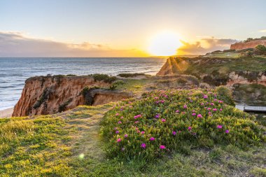 Atlantik Okyanusu 'ndaki kayalıklar. Mor çiçeklerle çekilen bir manzarada sıcak gün batımı - Carpobrotus asinaciforis. Praia da Falsia plajı, Algarve, Portekiz 'de çarpıcı oluşumlara sahip kızıl kayalıklar.