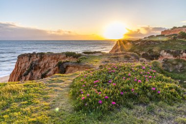 Atlantik Okyanusu 'ndaki kayalıklar. Mor çiçeklerle çekilen bir manzarada sıcak gün batımı - Carpobrotus asinaciforis. Praia da Falsia plajı, Algarve, Portekiz 'de çarpıcı oluşumlara sahip kızıl kayalıklar.