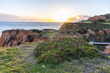 Atlantik Okyanusu 'ndaki kayalıklar. Mor çiçeklerle çekilen bir manzarada sıcak gün batımı - Carpobrotus asinaciforis. Praia da Falsia plajı, Algarve, Portekiz 'de çarpıcı oluşumlara sahip kızıl kayalıklar.