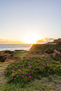 Atlantik Okyanusu 'ndaki kayalıklar. Mor çiçeklerle çekilen bir manzarada sıcak gün batımı - Carpobrotus asinaciforis. Praia da Falsia plajı, Algarve, Portekiz 'de çarpıcı oluşumlara sahip kızıl kayalıklar.