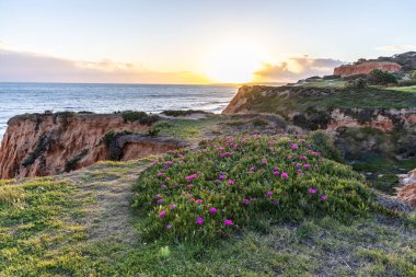Atlantik Okyanusu 'ndaki kayalıklar. Mor çiçeklerle çekilen bir manzarada sıcak gün batımı - Carpobrotus asinaciforis. Praia da Falsia plajı, Algarve, Portekiz 'de çarpıcı oluşumlara sahip kızıl kayalıklar.