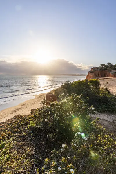 Atlantik Okyanusu 'ndaki kayalıklar. Beyaz bir Cistus ladanifer çiçeğiyle çekilen bir manzarada ılık gün batımı. Praia da Falsia plajı, Algarve, Portekiz 'de çarpıcı oluşumlara sahip kızıl kayalıklar.