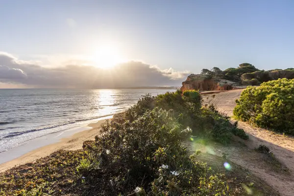 Atlantik Okyanusu 'ndaki kayalıklar. Beyaz bir Cistus ladanifer çiçeğiyle çekilen bir manzarada ılık gün batımı. Praia da Falsia plajı, Algarve, Portekiz 'de çarpıcı oluşumlara sahip kızıl kayalıklar.