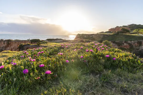 Atlantik Okyanusu 'ndaki kayalıklar. Mor çiçeklerle çekilen bir manzarada sıcak gün batımı - Carpobrotus asinaciforis. Praia da Falsia plajı, Algarve, Portekiz 'de çarpıcı oluşumlara sahip kızıl kayalıklar.